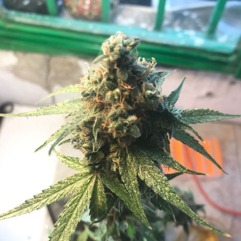 MHMW #3 growlog timeline photo