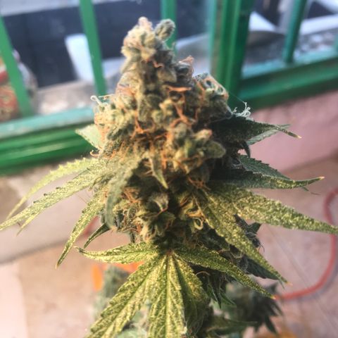 MHMW #3 growlog timeline photo