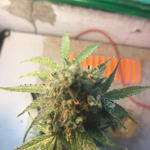 MHMW #3 growlog timeline photo