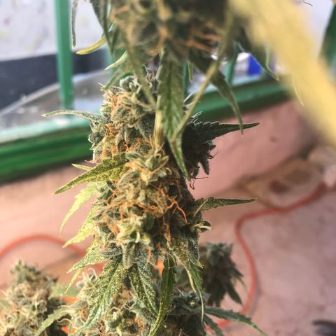 MHMW #3 growlog timeline photo