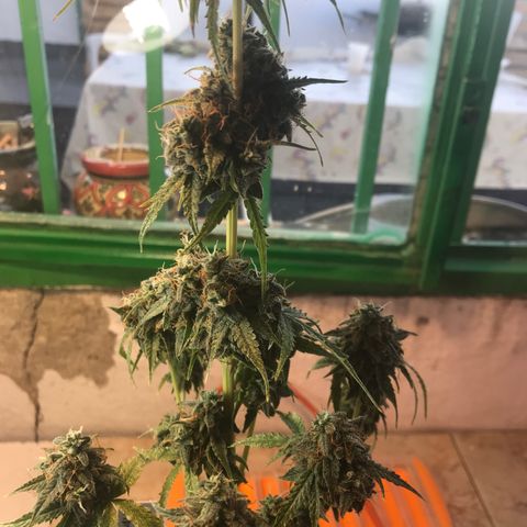 MHMW #3 growlog timeline photo