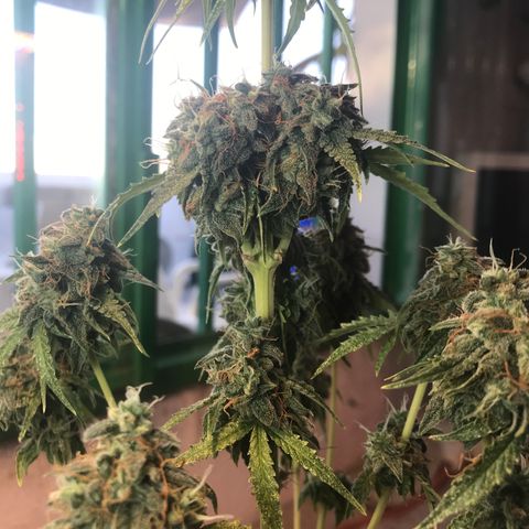 MHMW #3 growlog timeline photo