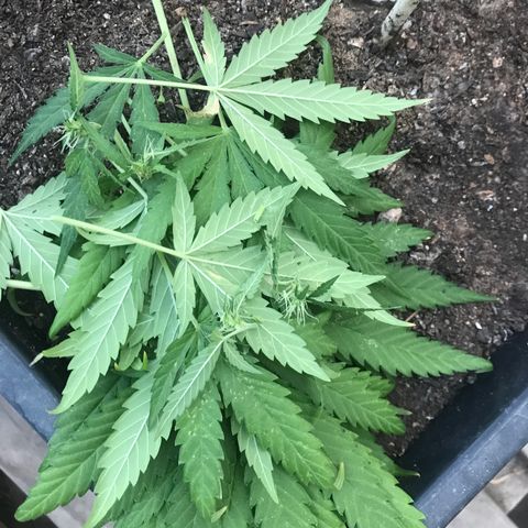 MAGDP #2 growlog timeline photo