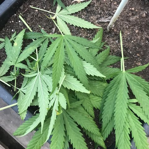 MAGDP #2 growlog timeline photo