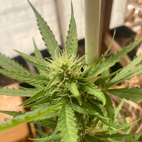 MAGDP #2 growlog timeline photo