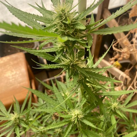 MAGDP #2 growlog timeline photo