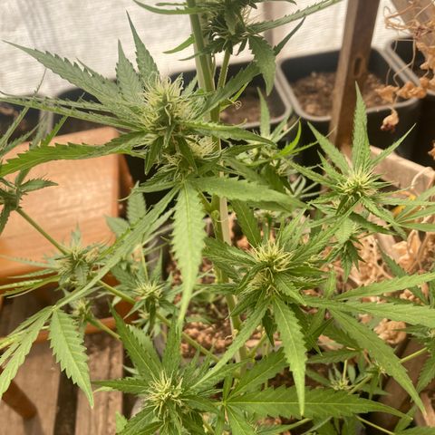 MAGDP #2 growlog timeline photo