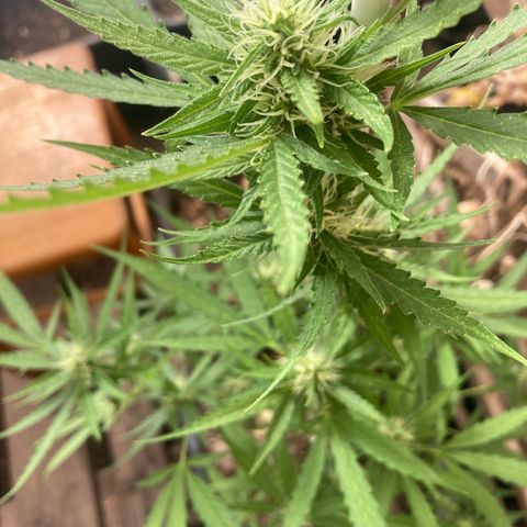 MAGDP #2 growlog timeline photo