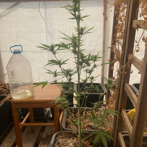 MAGDP #2 growlog timeline photo