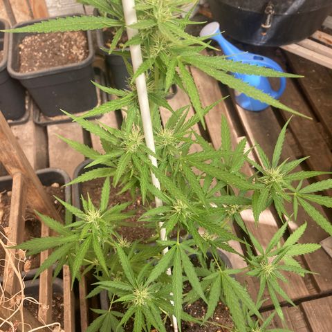 MAGDP #2 growlog timeline photo