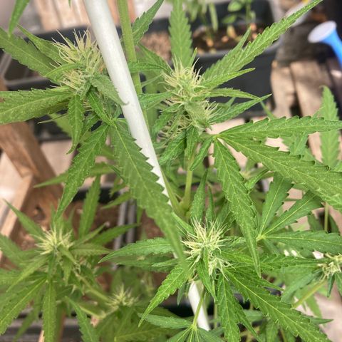 MAGDP #2 growlog timeline photo