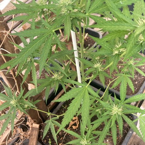 MAGDP #2 growlog timeline photo