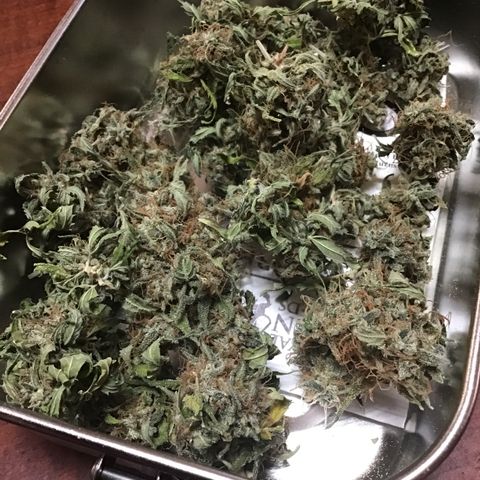 MHMW #2 growlog timeline photo