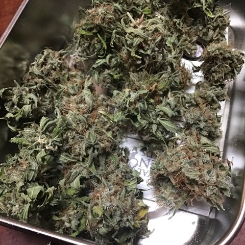 MHMW #3 growlog timeline photo