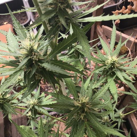 MAGDP #2 growlog timeline photo
