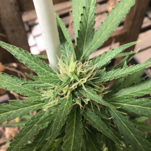 MAGDP #2 growlog timeline photo