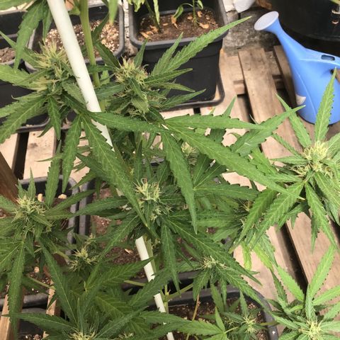 MAGDP #2 growlog timeline photo