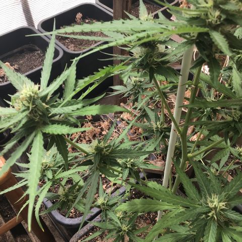 MAGDP #2 growlog timeline photo