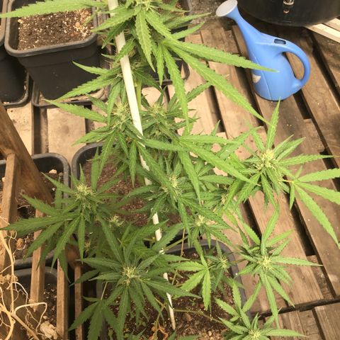 MAGDP #2 growlog timeline photo