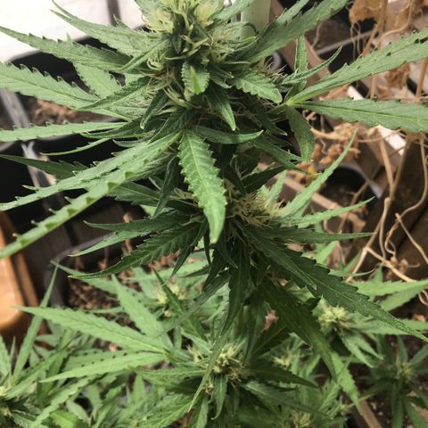 MAGDP #2 growlog timeline photo