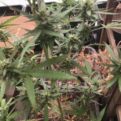 MAGDP #2 growlog timeline photo