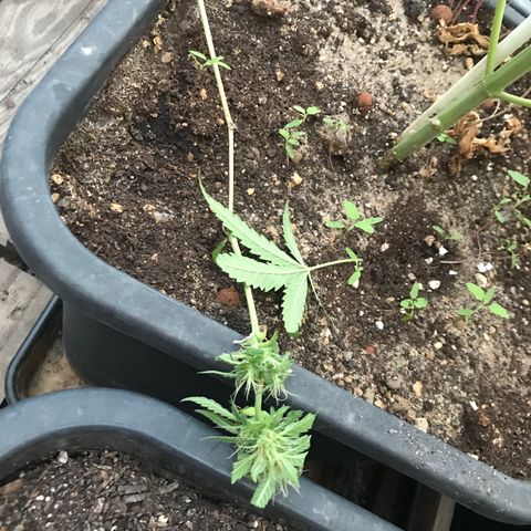MAGDP #2 growlog timeline photo