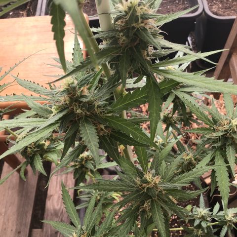 MAGDP #2 growlog timeline photo