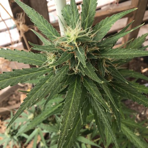 MAGDP #2 growlog timeline photo