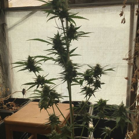 MAGDP #2 growlog timeline photo