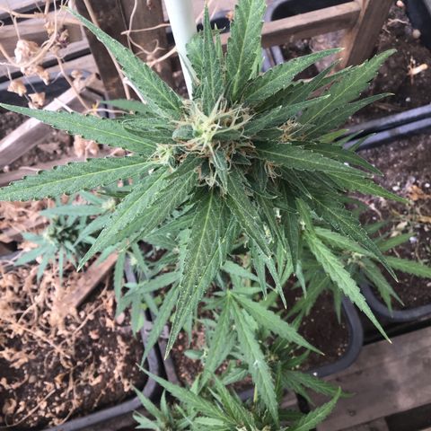 MAGDP #2 growlog timeline photo