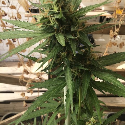 MAGDP #2 growlog timeline photo