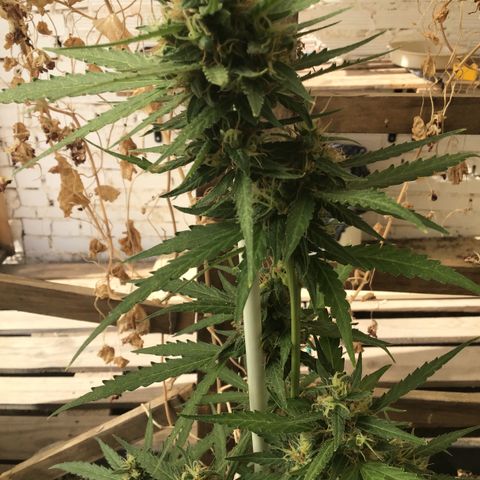 MAGDP #2 growlog timeline photo