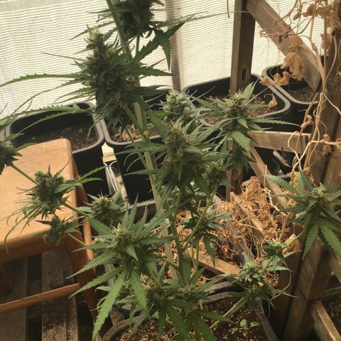 MAGDP #2 growlog timeline photo
