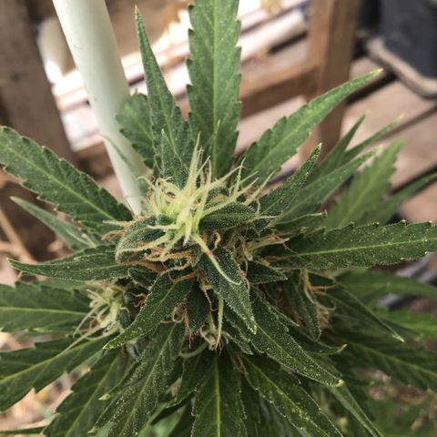 MAGDP #2 growlog timeline photo
