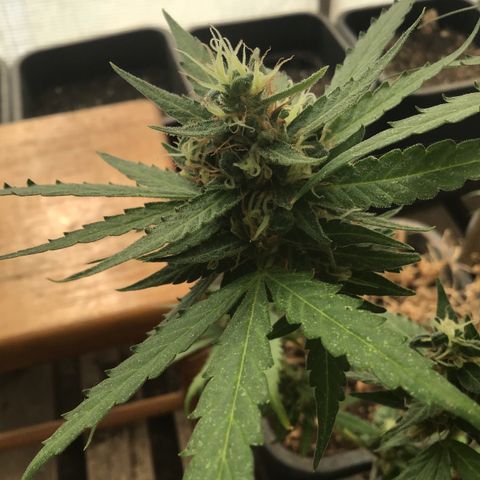 MAGDP #2 growlog timeline photo