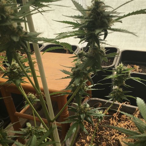 MAGDP #2 growlog timeline photo