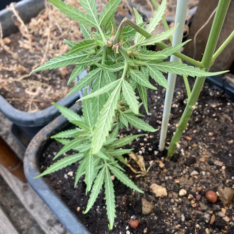 MAGDP #2 growlog timeline photo