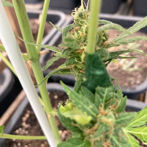 MAGDP #2 growlog timeline photo