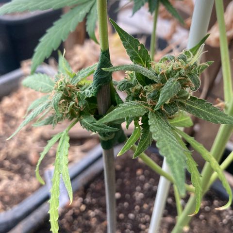 MAGDP #2 growlog timeline photo