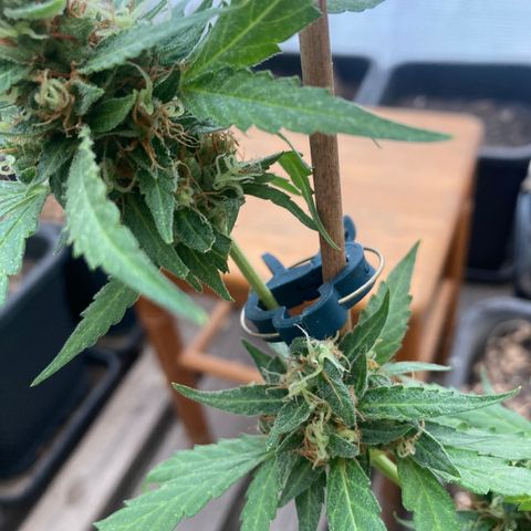 MAGDP #2 growlog timeline photo