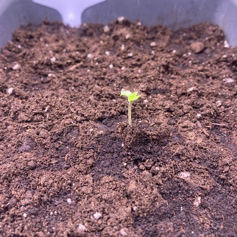 MAAH #2 growlog timeline photo