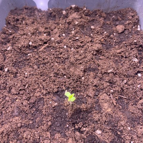 MAAH #2 growlog timeline photo