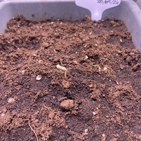 MA3G #5 growlog timeline photo