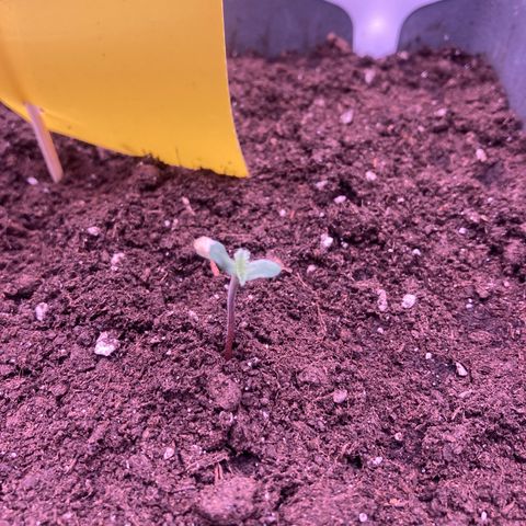 MA3G #5 growlog timeline photo