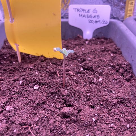 MA3G #5 growlog timeline photo