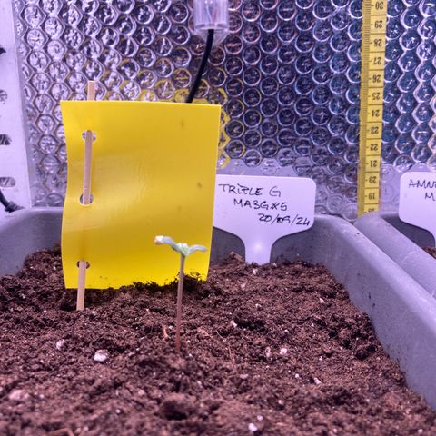 MA3G #5 growlog timeline photo