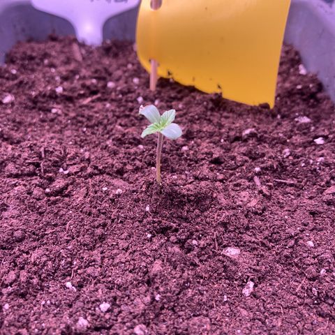 MAAH #2 growlog timeline photo