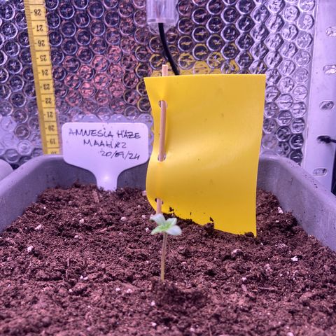 MAAH #2 growlog timeline photo