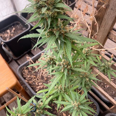 MAGDP #2 growlog timeline photo