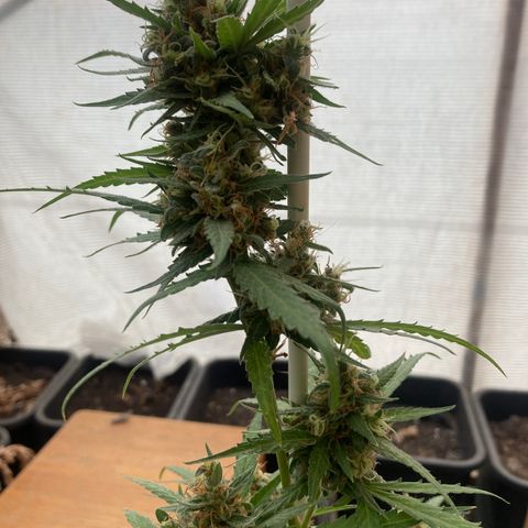 MAGDP #2 growlog timeline photo
